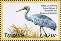 Brolga (Grus rubicunda)