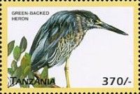 Green-backed heron