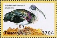 Straw-necked Ibis (Threskiornis spinicollis)
