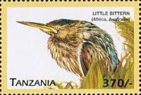 Little Bittern (Ixobrychus minutus)
