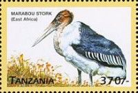 Marabou Stork (Leptoptilos crumenifer)