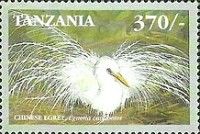 Chinese Egret (Egretta eulophotes)