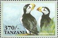 Horned Puffin (Fratercula corniculata)
