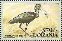 White-faced Ibis (Plegadis chihi); see description
