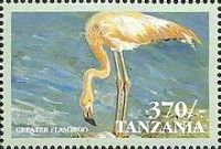 greater flamingo (Phoenicopterus roseus)