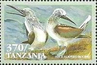Blue-footed Booby (Sula nebouxii)