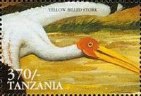 Yellow-billed Stork (Mycteria ibis)