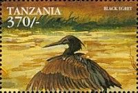 Black Heron (Egretta ardesiaca)