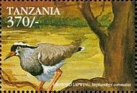 Crowned Lapwing (Stephanibyx coronatus)