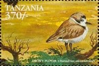 Kentish Plover (Charadrius alexandrinus)