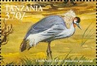 Grey Crowned Crane (Balearica regulorum)
