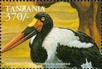 Saddle-billed Stork (Ephippiorhynchus senegalensis)