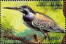 Black-headed Heron (Ardea melanocephala)
