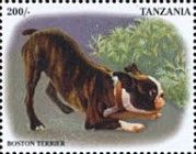 Boston Terrier