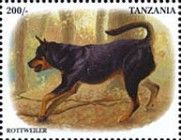 Rottweiler