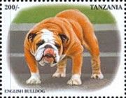 English Bulldog