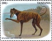 Spanish Greyhound