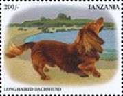 Long-haired Dachshund