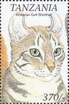 American curl shorthair