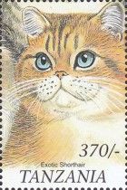 Exotic shorthair
