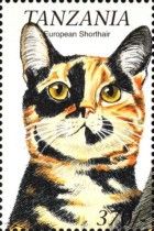 European shorthair