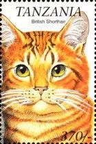 British shorthair