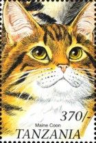Maine coon