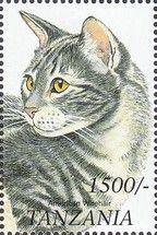 American Wirehair