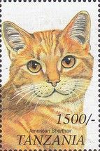 American shorthair