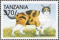 Calico British Shorthair