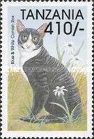 Blue & White Cornish Rex