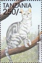 Silver Classic Tabby