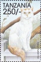 Auburn Turkish Van