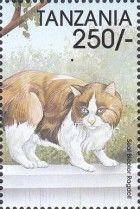 Seal Bicolor Ragdoll