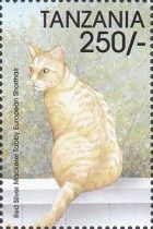 European Shorthair