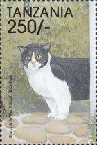 Black & White British Shorthair