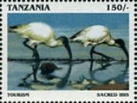 Sacred Ibis