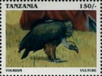 Vulture