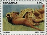 Lion cubs