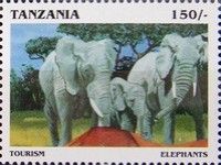 African Elephant (Loxodonta africana)
