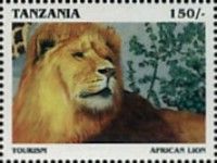 African lion