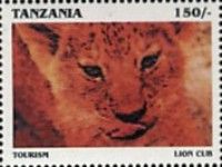 Lion cub