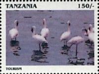 Lesser flamingo (Phoeniconaias minor)