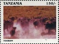 Buffalo stampede