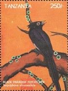 Japanese Paradise-Flycatcher (Terpsiphone atrocaudata)