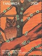 Collared Scops-Owl (Otus bakkamoena)