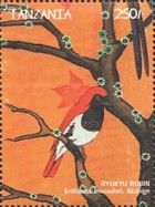 Ryukyu robin (erithacus komadori)