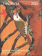 Japanese Green Woodpecker (Picus awokera)