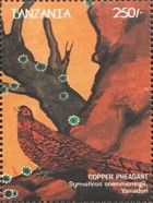 Copper Pheasant (Syrmaticus soemmerringii)