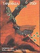 Okinawa Rail (Rallus okinawae)